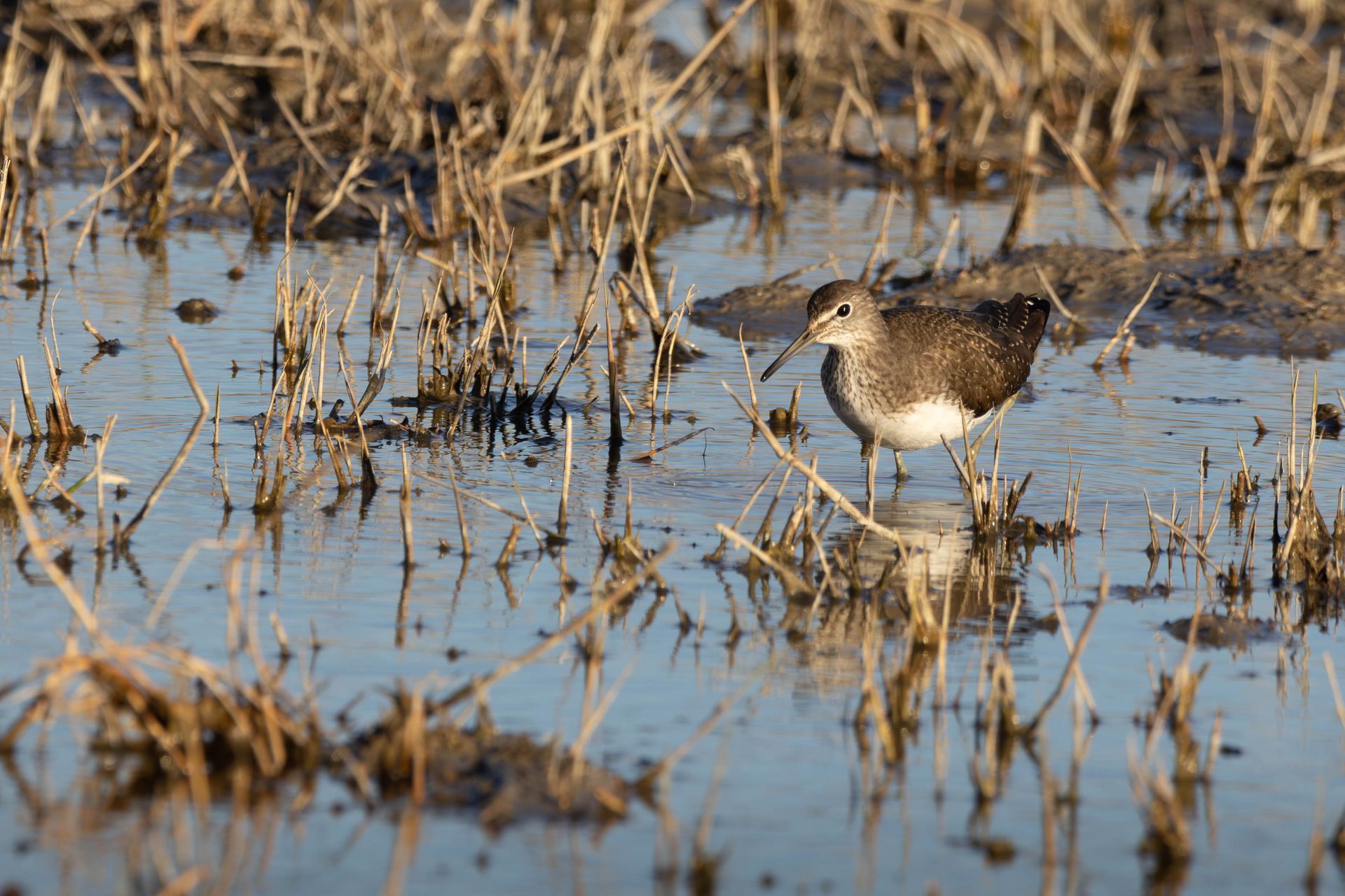 Chevalier culblanc en Camargue